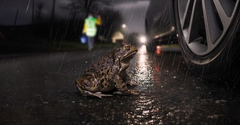 Environnement - Natagora - Opération batraciens 2026