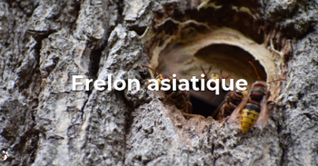 Frelon asiatique - Comment signaler un nid ?