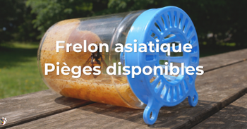 Lutte contre le frelon asiatique - Pièges disponibles